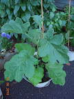 11 week gretel eggplant, no more cloche, several large buds under development.