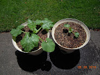 4 week zucchini and cantaloupe