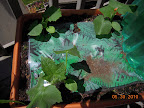 4 week cucino, tendergreen, and pearl cukes