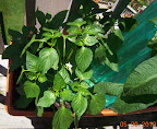 10 week mohawk, lipstick, carmen peppers - all set fruit, still flowering