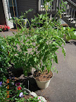 razzleberry, 12 weeks, whole plant (looking at a leaf problem)