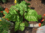 Chard. Guinea pigs like big chard leaves. :)