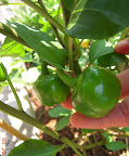 13 week mini red stuffing peppers - approaching final size