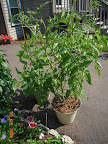 12 week razzleberry tomato - over 20 fruit blueberry sized or bigger and still setting