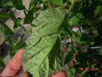 12 week razzleberry - think yesterday's treatments are making progress on the purple problem, tho not the leaf roll