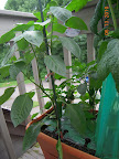 12 week mohawk (back) lipstick (right) and carmen (front) peppers.