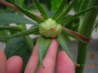 11 week brandy boy, only pea-sized fruit yet (78 days, 5.5 inch fruits supposedly)