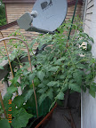 11 week tomande - big plant! lots of fruits and flowers