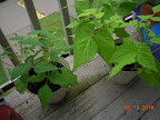 7 week bush beans - none quite big enough to eat yet