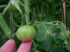 11 week bucks county, largest fruit