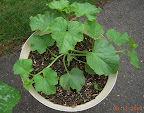 6 week cantaloupe - buds, no flowers yet