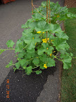 8 week cantaloupe - gorgeous plant, don't think it's set fruit yet