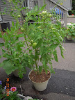 13 week razzleberry looks much better - greener, leaves uncurling, new growth