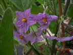 14 week gretel eggplant blooming a lot - added a little growbox fertilizer last week, seems to like it