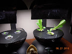 1 week basil, 2 week roman emperor romaine