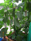 14 week peppers - harvested a green carmen because it had soft spot. Scraped out some fertilizer.