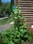 2 9-week Japanese cukes, only one has produced fruit yet. Now hand-pollinating.