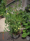 14 week razzleberry tomato healthy, nicely loaded for size of plant