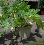 9 week zuke, finally with a pollinated fruit :) I think I hand-pollinated that one...