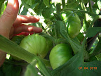14 week brandy boy - no more BER losses! best fruits on sunny side of the plant