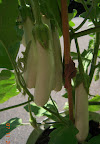 16 week gretel eggplant, clump of fruits