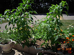 16 week mini stuffing peppers are loaded, still flowering, first fruits starting to redden