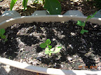 1+ week sugar snap peas - there are some by the trellis, too