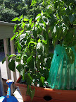 16 week peppers, pretty palty harvest shaping up, but no more BER this week