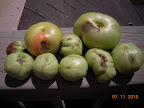 15 week brandy boy - today's harvest of BER fruits ... one was starting to ripen, too