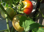 16 week brandy boy - first non-BER fruits ripening