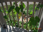 pole beans surprisingly alive still, not producing much