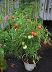 17 week razzleberry - fell over this week, half dozen tomatoes now bag-ripening... not healthy looking, but lots of fruit