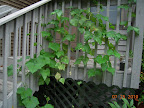 pole beans (bare below deck level) and 12 week Japanese cucumber
