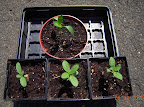 carmen pepper and 3 profusion zinnias - 3 weeks from seed now?