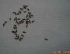 Trying to save seeds from salmon profusion zinnia - currently testing for germination. Lady at the garden center said this works.