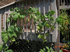 pole beans and a Japanese cuke - both harvesting - quite a few beans now