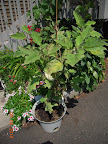 20 week gretel eggplant - fewer flowers, but still churning out harvest. Growing a little.