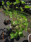14 week sweet n' early cantaloupe - last melon on picking day. Plant done?
