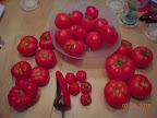 tomandes left, early girls in the bowl, bucks county to right, carmen and mini stuffing peppers (bell) center