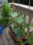 4 week tendergreen and pearl cukes - a bit bug-chomped, but flowering and growing fast