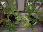 14 week contender bush beans, still bearing despite weeks looking past death