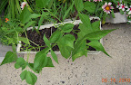 4+ week blue lake bush beans - about to start flowering