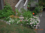 Removed marigolds and a sick gazania. Gazania blossoms keep getting smaller.