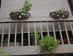 Mid-deck - calibrachoa clones doing well (on railing, left of each planter) Herbs seedy.