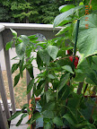 21 week carmen pepper definitely growing