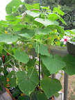 6 week tendergreen and pearl cukes - harvesting