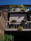 This concept of trailing vinca and calibrachoa from railing planters, didn't come out as well as petunias