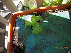 3 week buttercrunch lettuces look surprisingly good