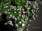 mediterranean apricot broadeye trailing vinca, and a volunteer vinca cora from last year (bottom center)