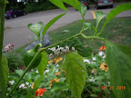 tomato hornworm on pepper plant - white things are parasitic wasp egg cases, I gather...